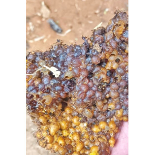 Small Bee Honey