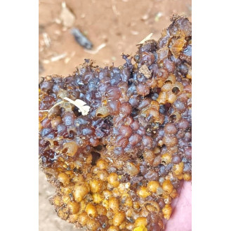 Small Bee Honey